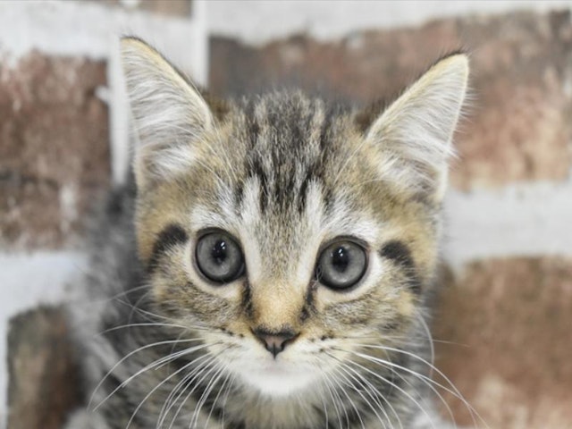 静岡県のマンチカン (ペッツワン伊東店/2024年8月26日生まれ/男の子/ブラウンタビー)の子猫